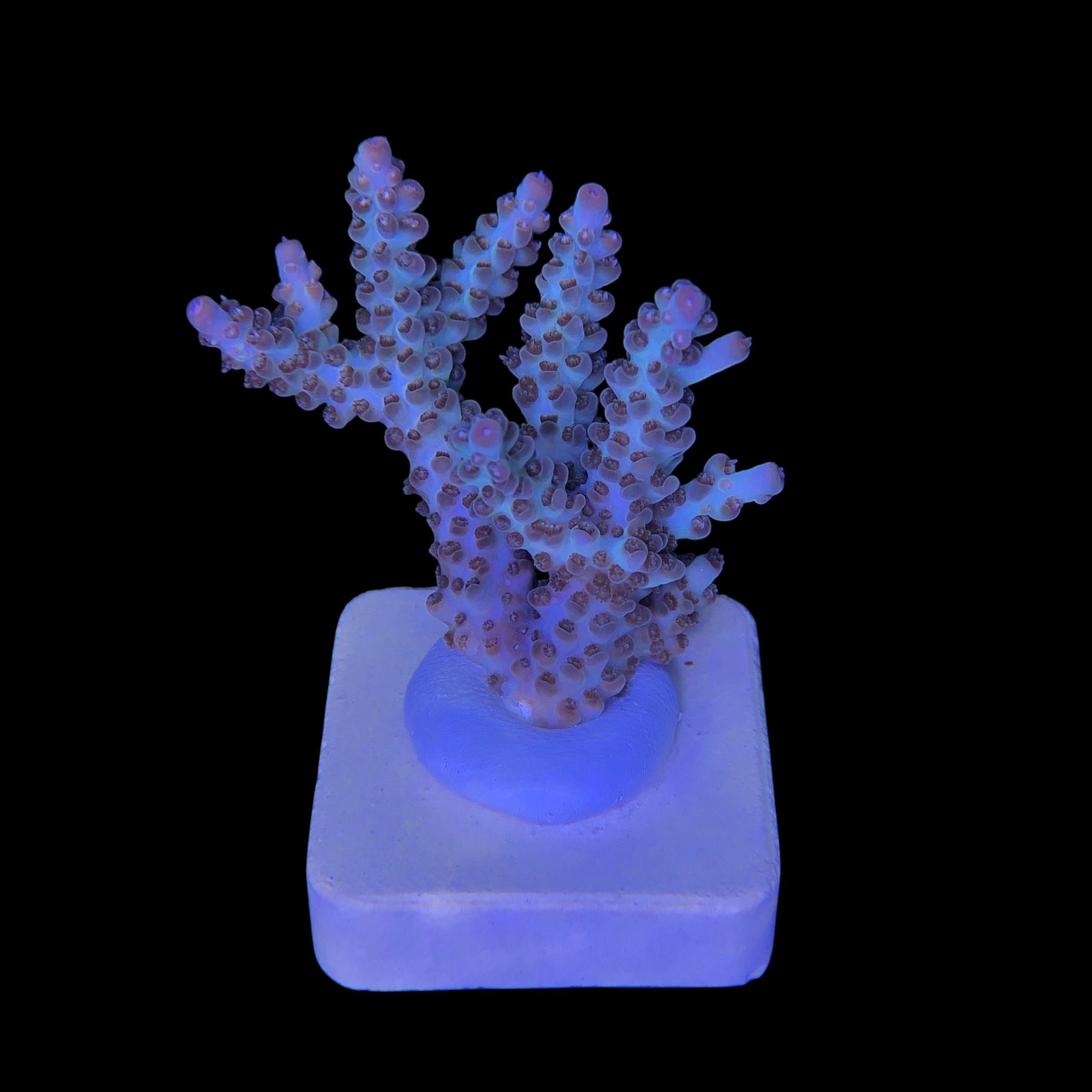 Pearlberry G - Imagem 2