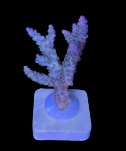 Alternative view of OR Pearlberry M