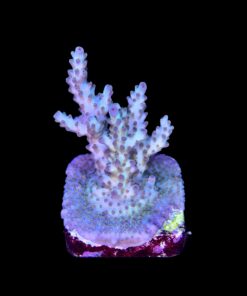 Alternative view of OR Pearlberry M