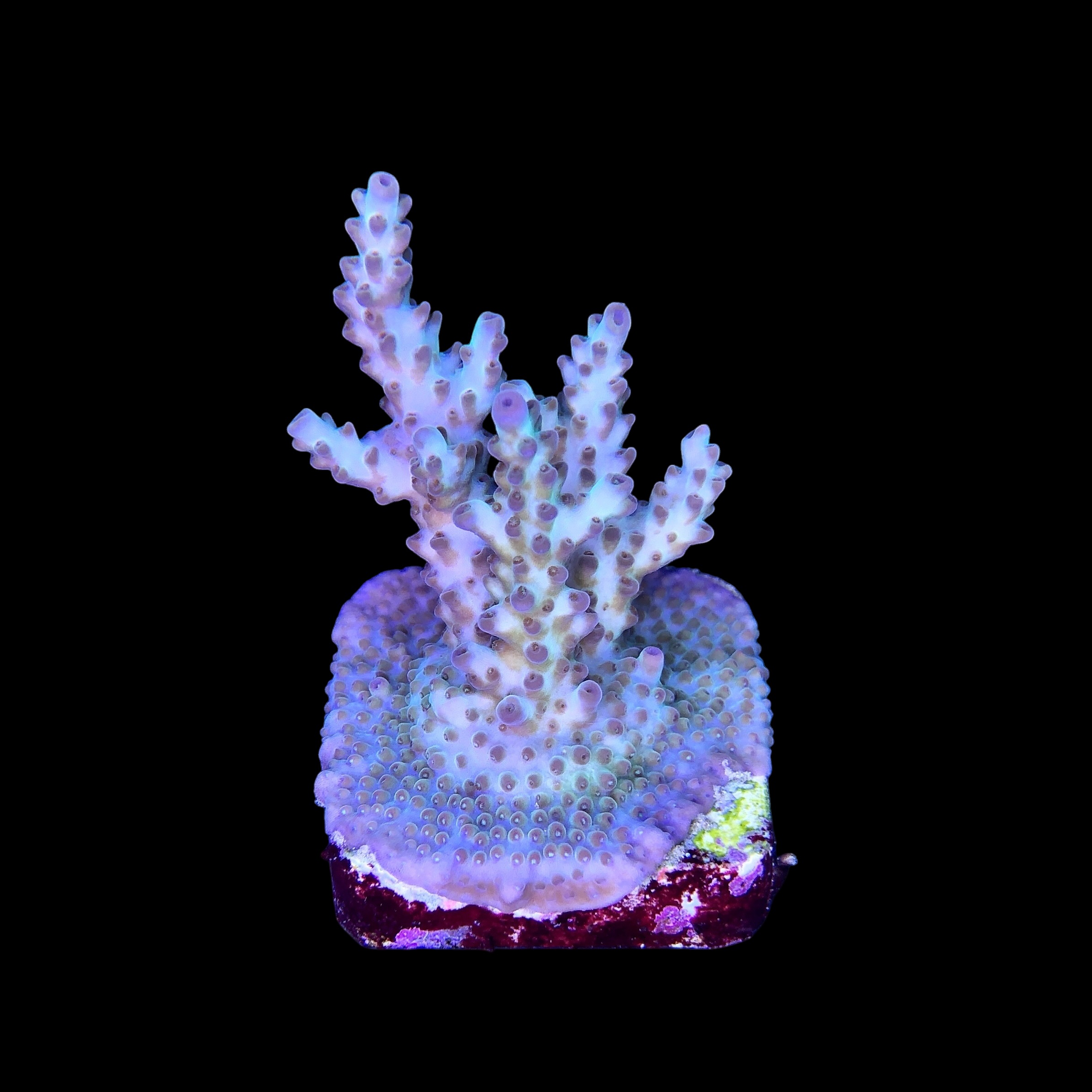 OR Pearlberry M - Imagem 2