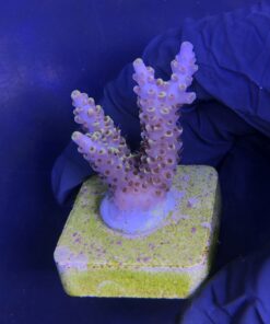 Alternative view of Solar Flame M