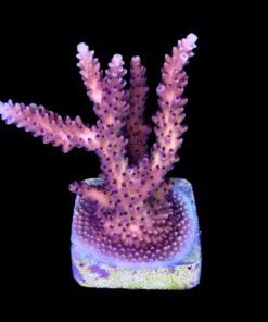 Alternative view of Pink Cadillac G