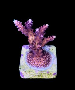 Alternative view of Pink Cadillac M