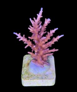 Alternative view of Pink Dragon M