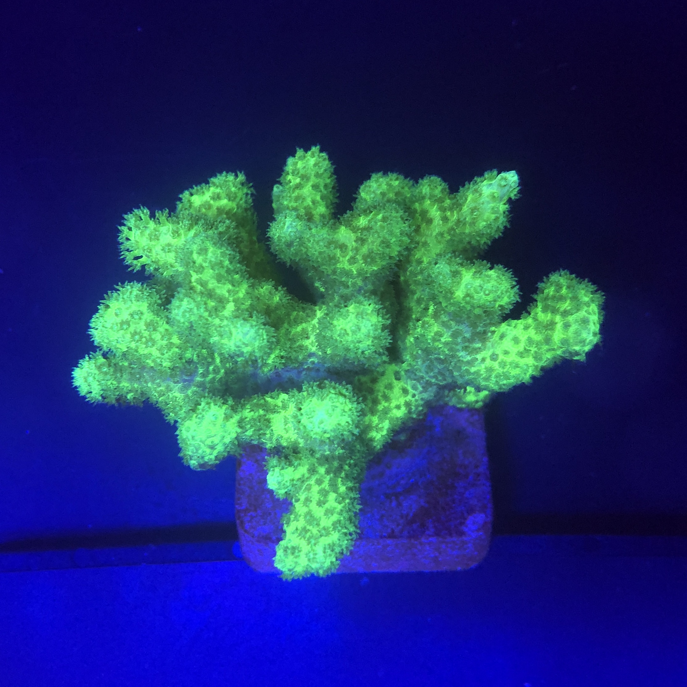 Pocillopora Green G