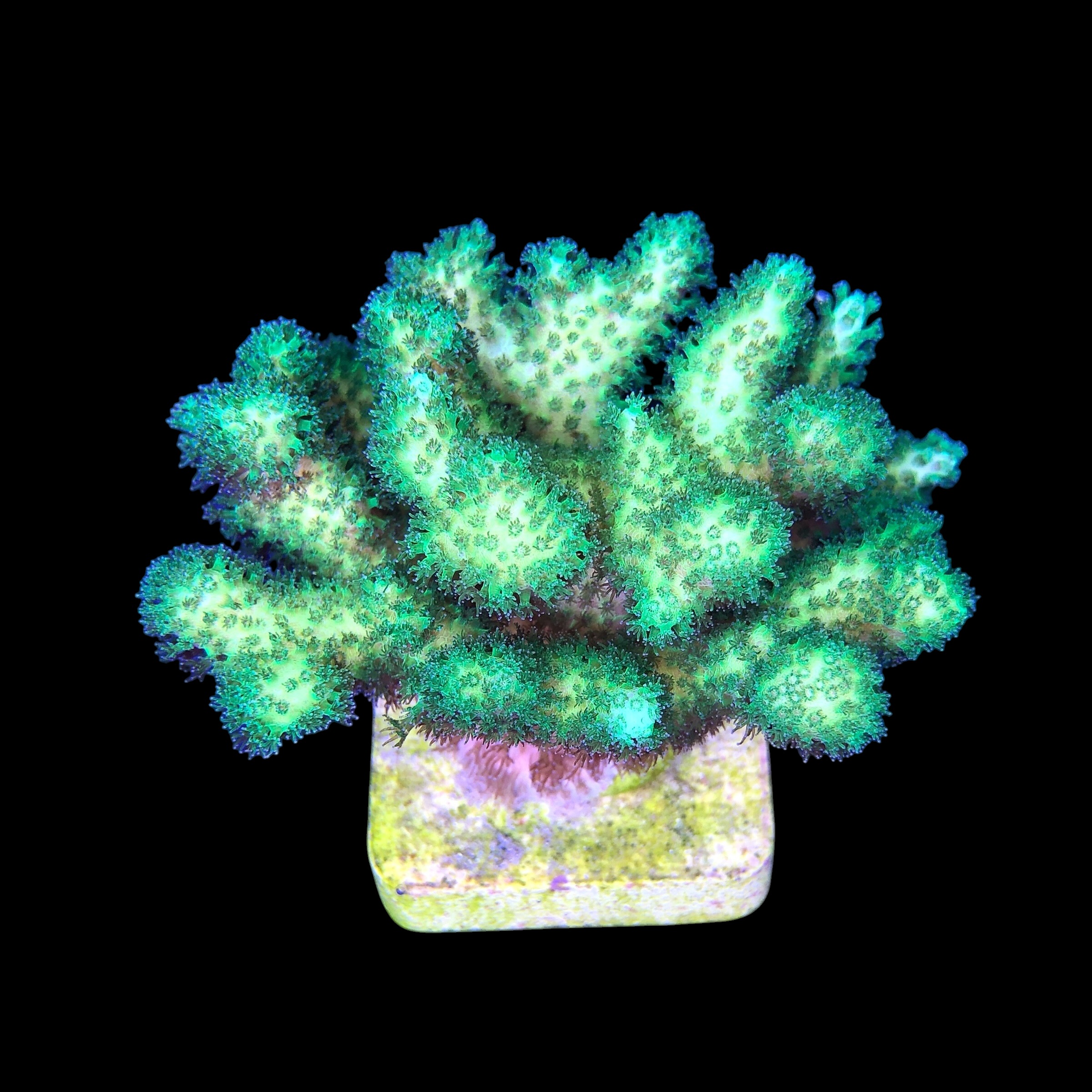 Pocillopora Green G - Imagem 2