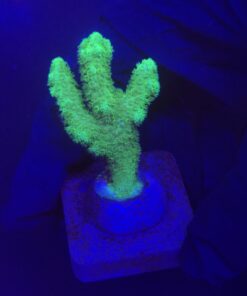 Pocillopora Green M