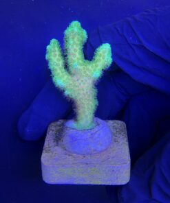 Alternative view of Pocillopora Green M