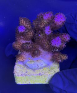 Alternative view of Pocillopora Pink M
