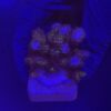 Pocillopora Pink M