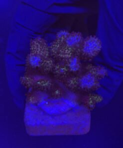 Pocillopora Pink M