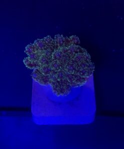Pocillopora Purple M