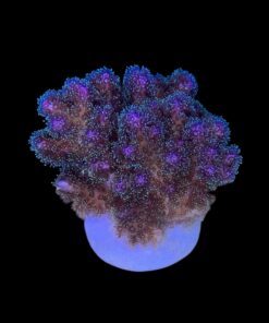 Alternative view of Pocillopora Purple M