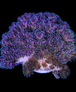 Alternative view of Pocillopora Purple Mini Colônia
