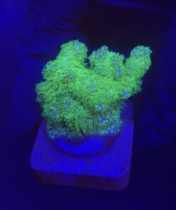 Pocillopora Yellow Green M