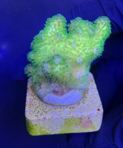 Alternative view of Pocillopora Yellow Green M