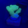 Pocillopora Yellow Green M