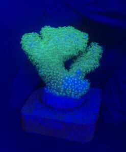 Pocillopora Yellow Green M