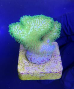 Alternative view of Pocillopora Yellow Green M
