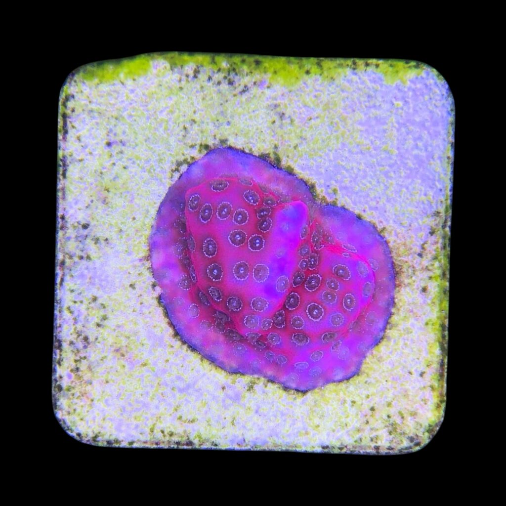 Ocyan