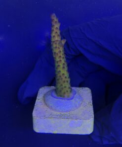 Alternative view of Posseidon M