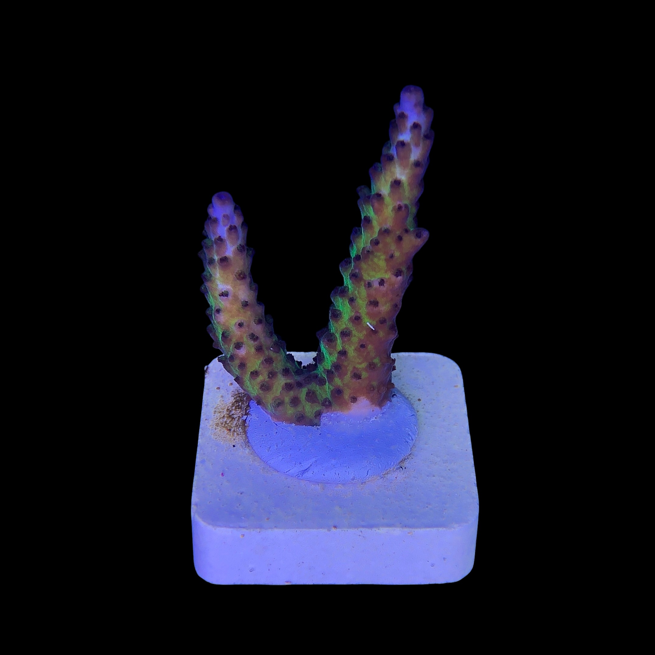 Posseidon M - Imagem 2