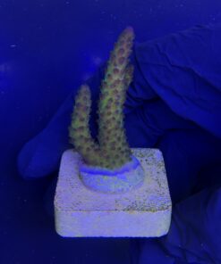 Alternative view of Posseidon M