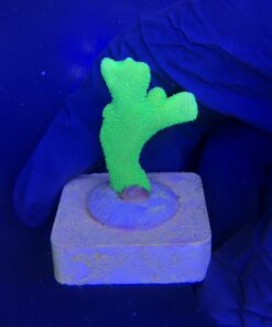 Alternative view of Psamocora Green P