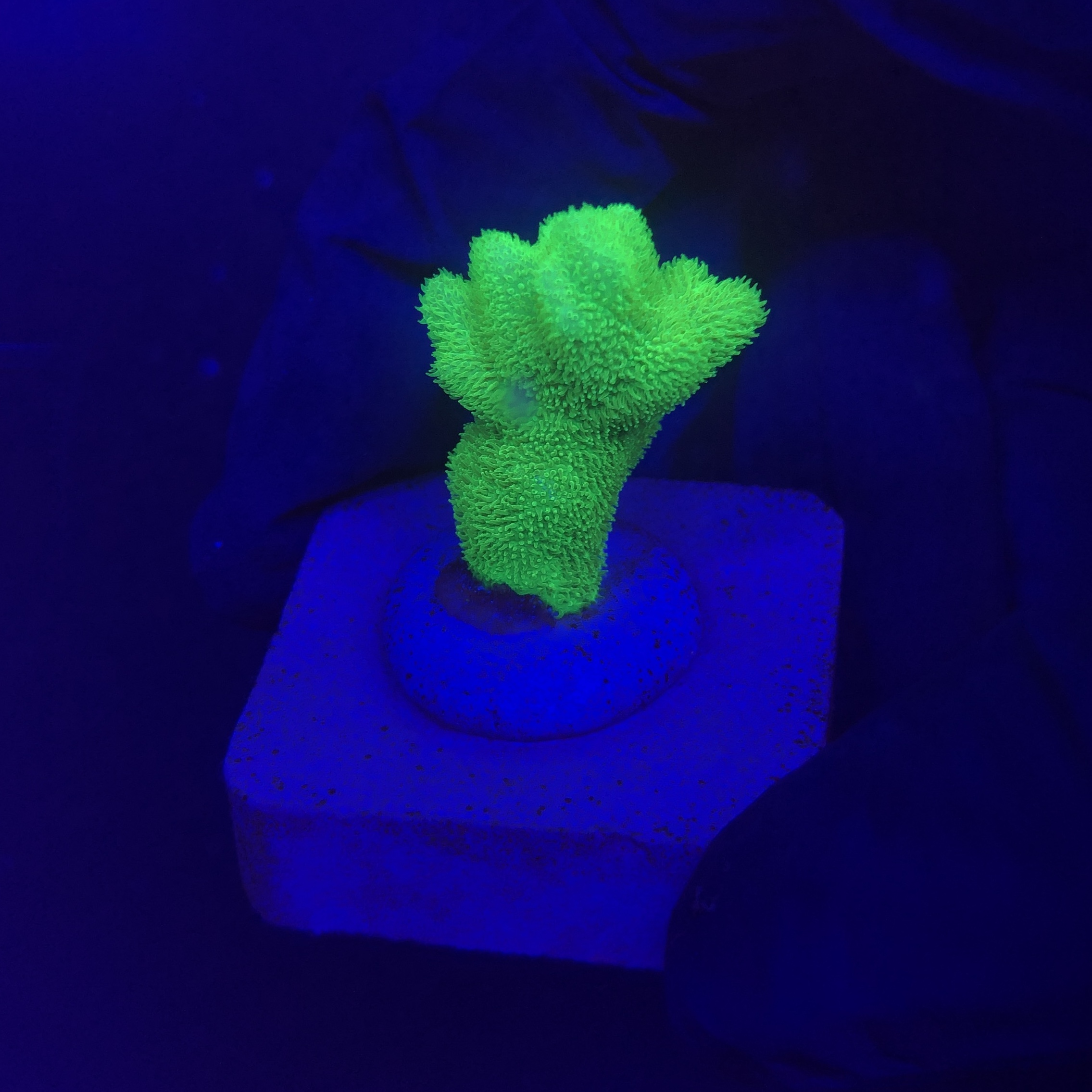 Psamocora Green P