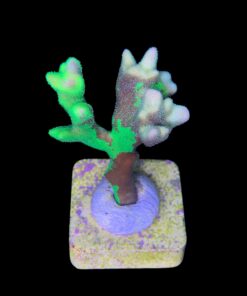 Alternative view of Psamocora Green M