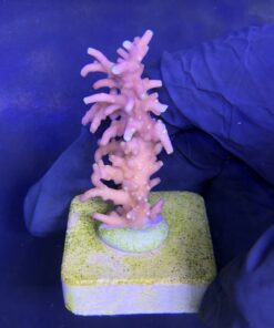 Alternative view of Red Ferrari M