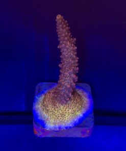 Red Robin Staghorn G