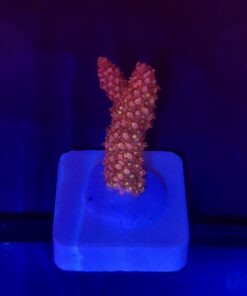 Red Robin Staghorn M