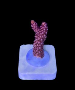 Alternative view of Red Robin Staghorn M