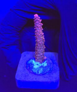 Red Robin Staghorn M