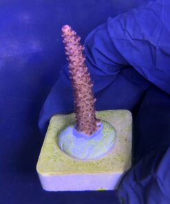 Alternative view of Red Robin Staghorn M