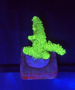 Alternative view of Salmoensis Green M