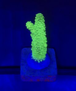 Alternative view of Salmoensis Green M