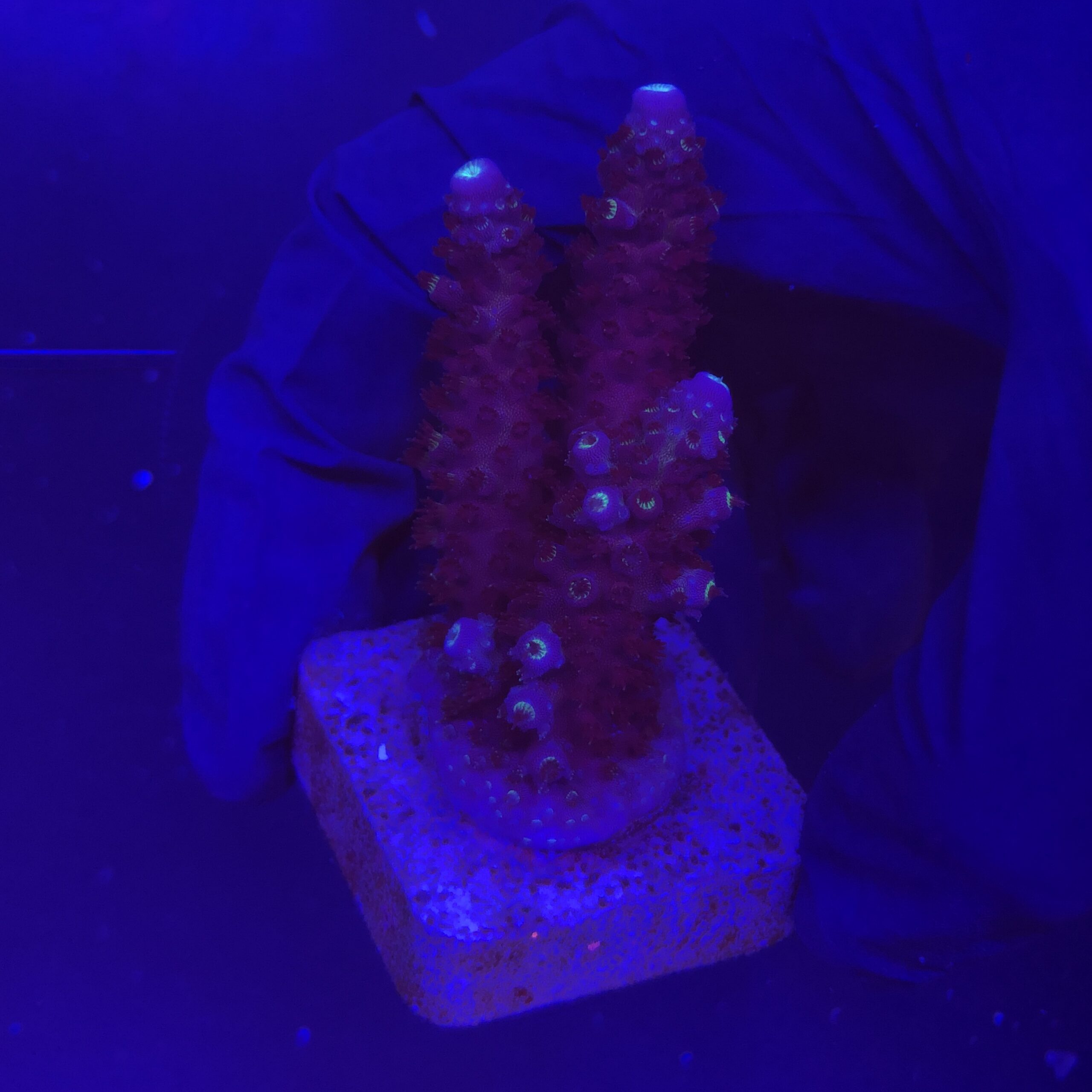 Salmoensis Purple G
