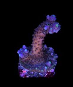 Alternative view of Salmoensis Purple M