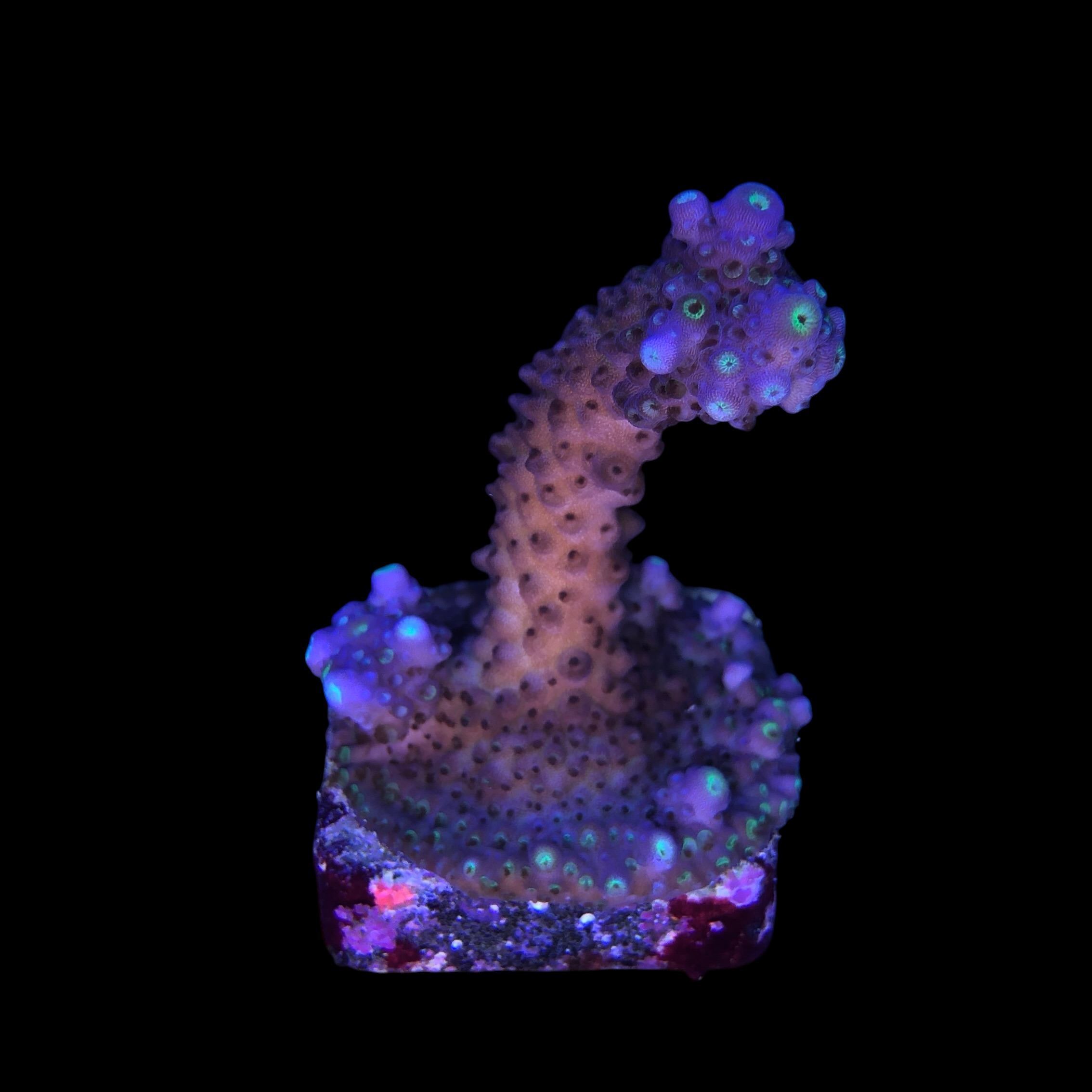 Salmoensis Purple M - Imagem 2