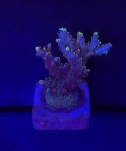 Shortcake Purple Yellow Tips M