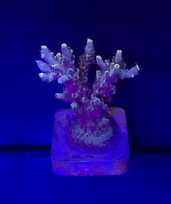 Shortcake Purple Yellow Tips M