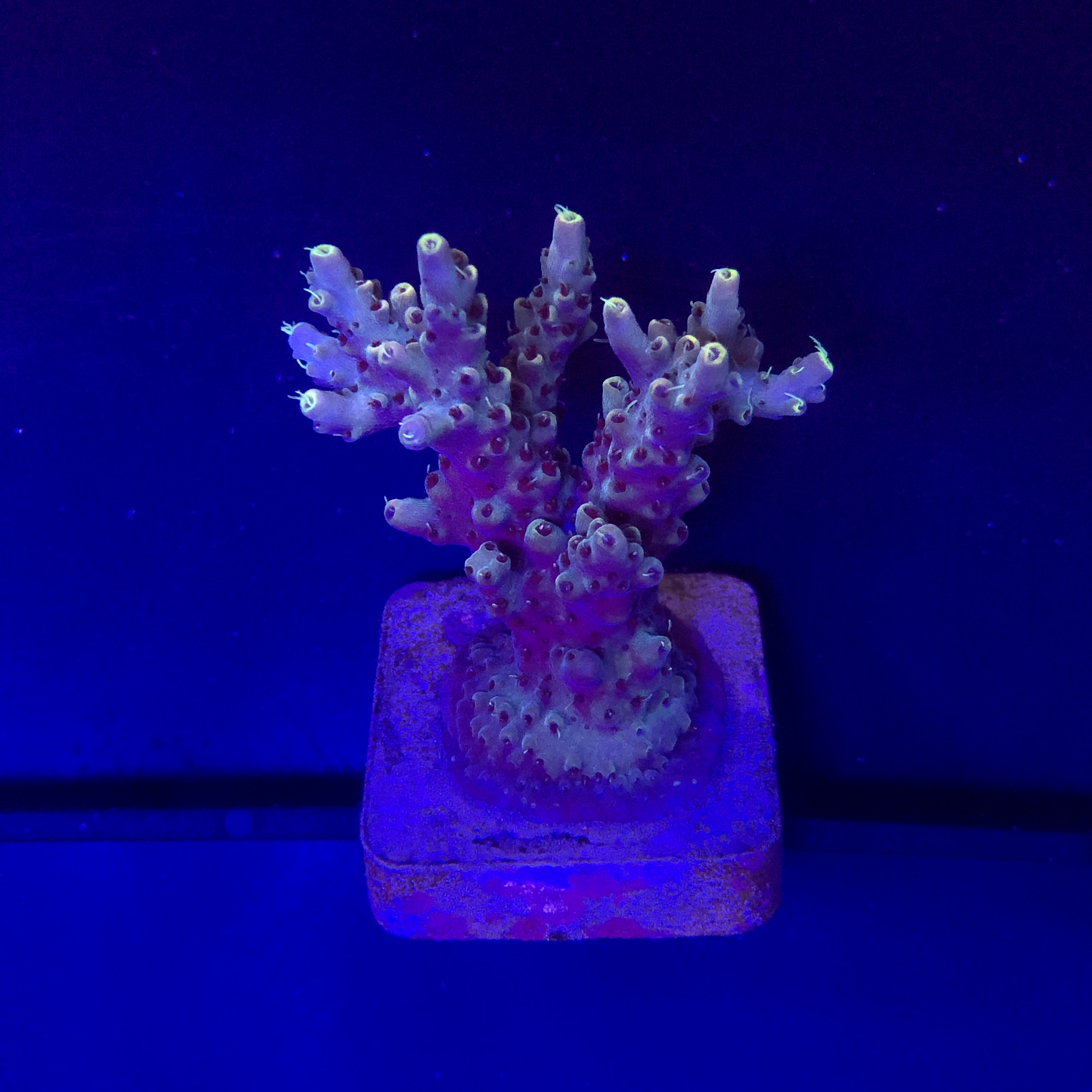 Shortcake Purple Yellow Tips M