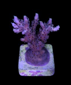 Alternative view of Shortcake Purple Yellow Tips M