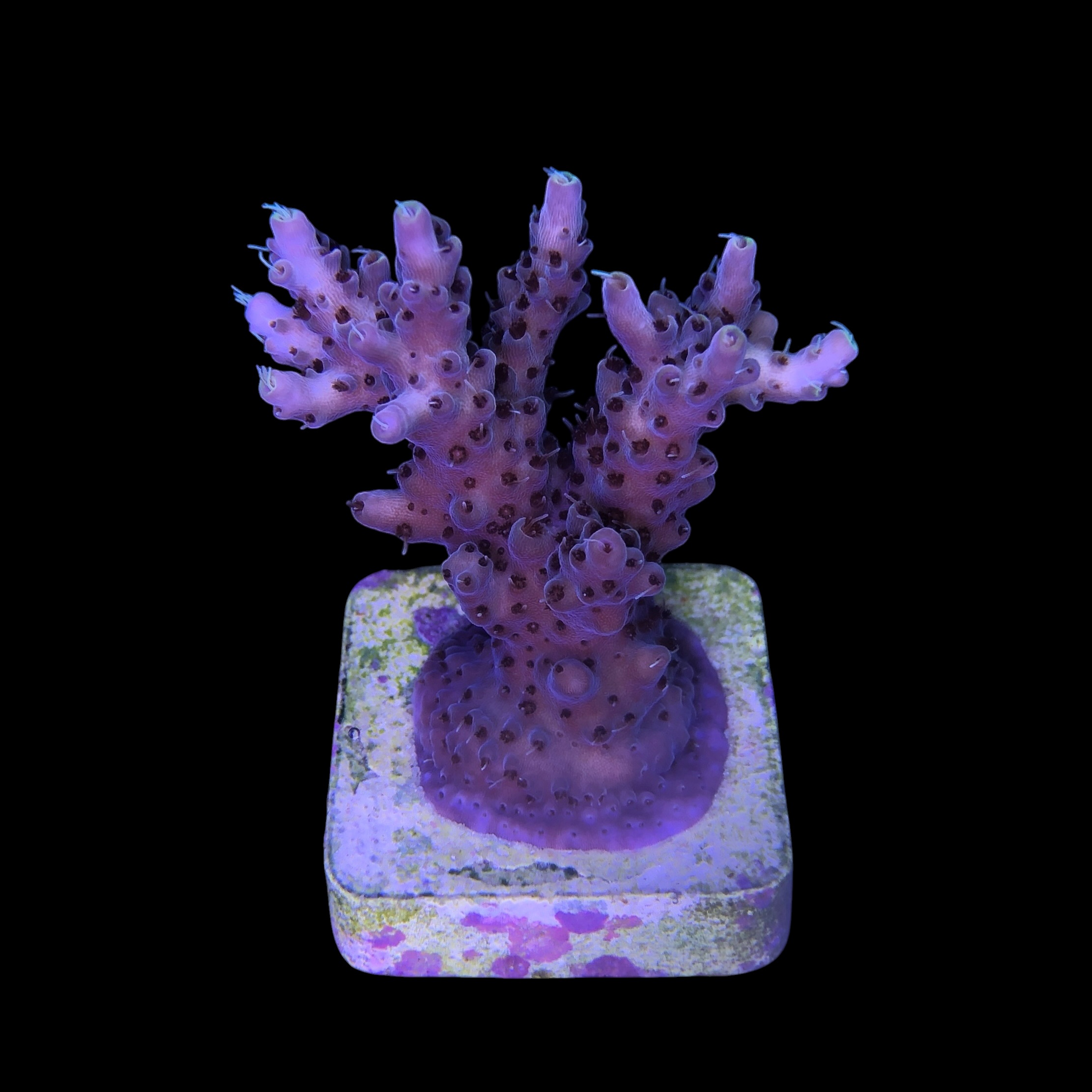 Shortcake Purple Yellow Tips M - Imagem 2