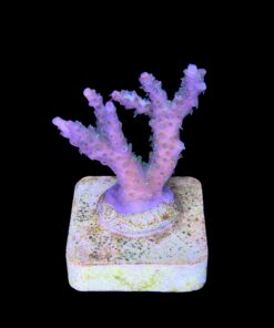 Alternative view of Snow Dropp M