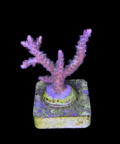 Alternative view of Snow Dropp M