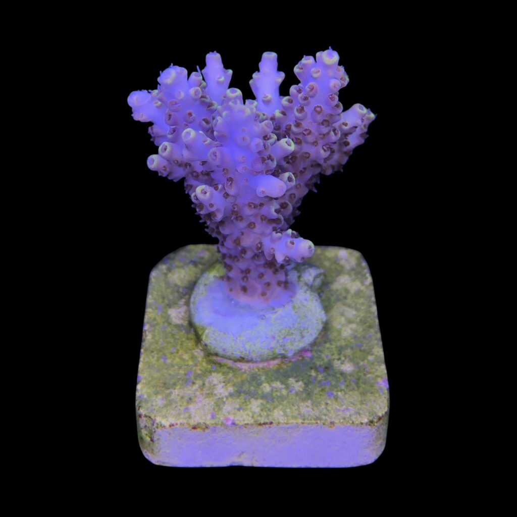 Ocyan