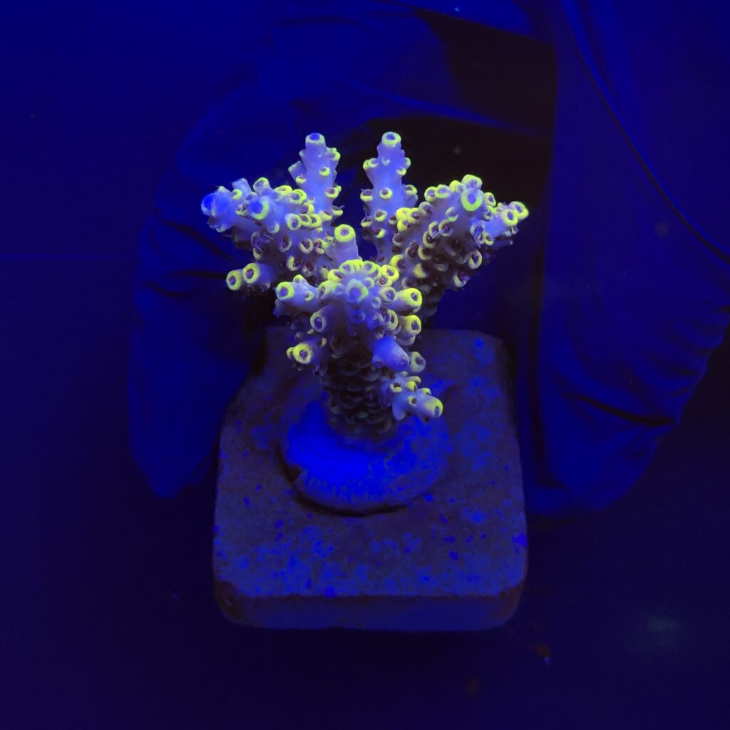 Ocyan